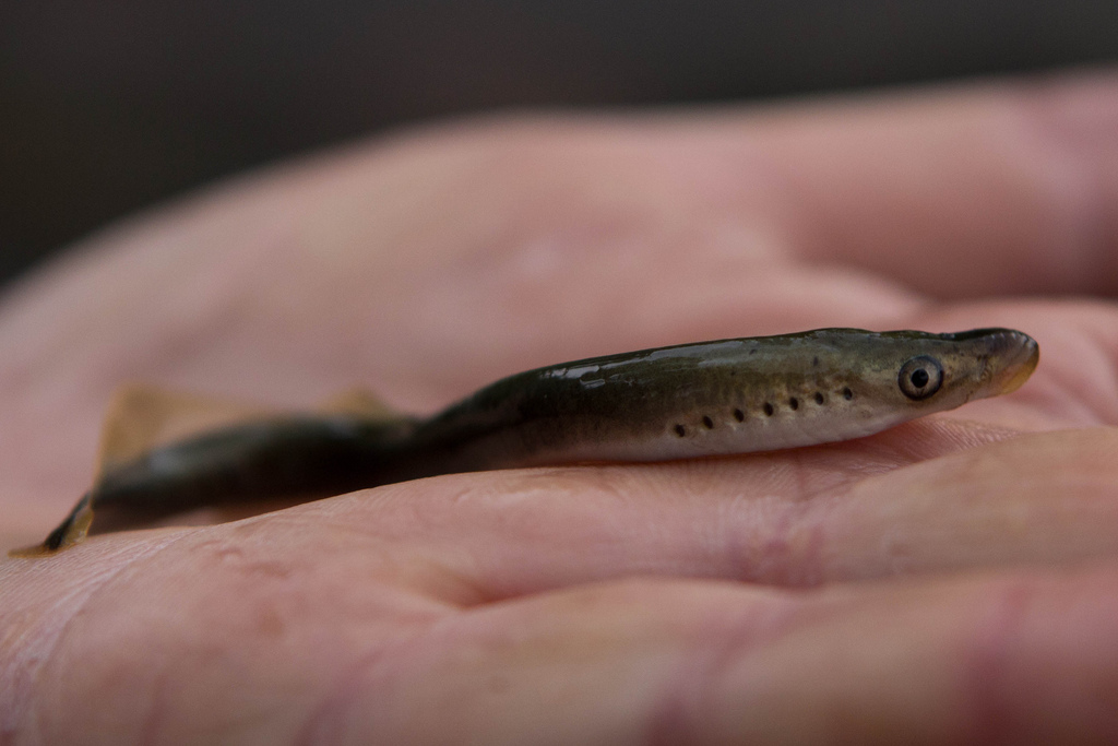 Lampetra fluviatilis (Linnaeus, 1758)